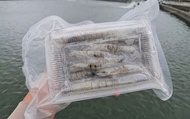 【生態養殖草蝦300g/盒】屏東佳冬專業生態養殖 搭配火鍋蝦子更鮮甜