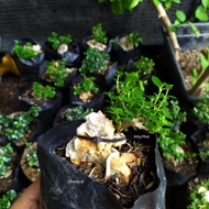 Tanaman Bonsai Mini + Batu Karang (ONTHEROCK)