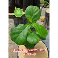 Pokok ketapang/ Fiddle Fig Tree (Real Plant)