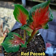 Tanaman Hias Caladium / Keladi Hias Red Pecoek (caladium/srirejeki)