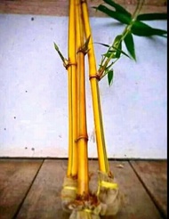 Bambu kuning penangkal setan Bambu kuning hidup Bambu kuning mini asli Bambu kuning dalam pot