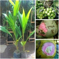 bibit kelapa hijau