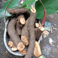 Fresh hemp root an thai Hanoi 1kg I'm in the inner city