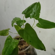 tanaman hias anthurium baloanum