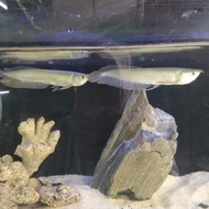 ikan arwana arowana silver red brazil ukuran 13-15cm update stok
