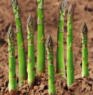 Seasonal green asparagus seeds Asparagus seeds Perennial garden balcony vegetable seeds Tender fragrant asparagus seeds