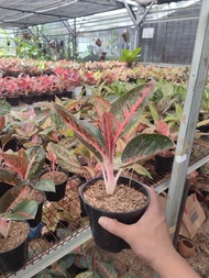 Aglaonema Adelia New