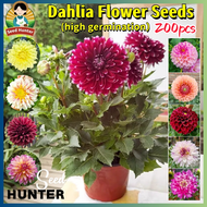 200pcs/pack Mixed Color Dahlia Seeds for Sale Dahlia Flower Seeds Easy to grow in Malaysia 混色大丽花籽 be
