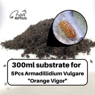 [Rept Reptiles] 🔥Ready Stock🔥 300ml ISOPOD Substrate for 5x Armadillidium Vulgare 'Red' / Cleaning C