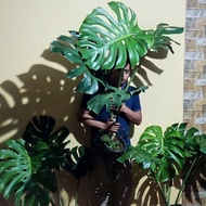 Monstera King Deliciosa Xl Jumbo