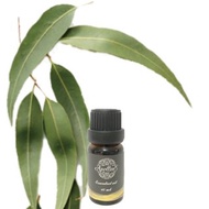 尤加利精油 EUCALYPTUS