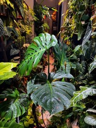 [1.3m] Monstera deliciosa 老樁龜背竹盆栽 家居植物 Indoor plant