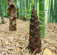 เมล็ดพันธุ์ 50 เมล็ด ไผ่บงหวาน Phyllostachys seeds ไม้ประดับ ต้นไม้จริง ต้นไม้ฟอกอากาศ ต้นไม้มงคล ต้นไม้จัดสวน ปลูกง่าย ทนแล้ง ปลูกครั้งเดียว เก็บผลผลิตได้ยาวนาน หน่อดก หน่อใหญ่ ออกหน่อทั้งปี