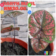 Keladi Darth Maul / Caladium Darth Maul (saiz pokok seperti didalam gambar).