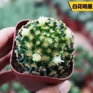White Flower Star Cactus Real Succulent Plant Thornless Soft Hair Balcony Office Desktop Flower Fun 
