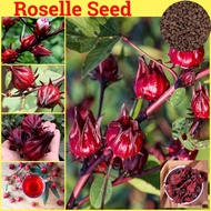 Roselle Plant Seeds for Planting (100 Seeds Per Pack) Benih Pokok Bunga Make Roselle Flower Tea Bonsai Seeds