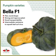◭ ☫ ✸ BELLA F1 (100GRAMS OR 840 SEEDS) HYBRID CALABASA BY EAST WEST SEEDS