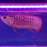 arwana golden red 30cm