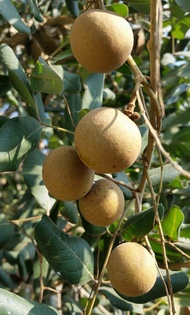 Pokok Longan Pin Pong Hybrid