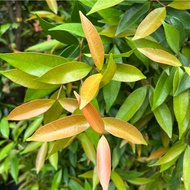 Eugenia sinubanensis, Syzygium campanulatum (2m)