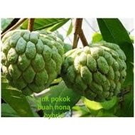 buah nona anak pokok hybrid