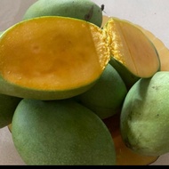 Bibit Mangga Manalagi Situbondo/ Bibit Mangga Madu Situbondo Okulasi