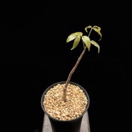 SG3326-斯摩巴裂欖/稀有裂欖🔥多肉植物小盆栽禮物🔥