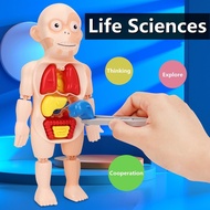 Toy 3D Body Anatomy Kid Learning Organ Parts Model Human Puzzle Montessori Educational
