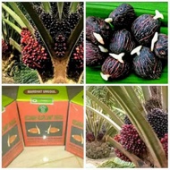 benih kecambah sawit jenis marihat