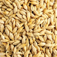 2kg hạt Lúa Mạch/Đại Mạch nguyên vỏ (Barley Seed/Raw Barley) đa công dụng.