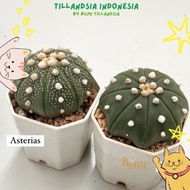 Astrophytum asterias V Type, Super Kabuto, Nudum - Cactus