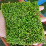 Moss Weeping | Moss Aquascape Paludarium termurah