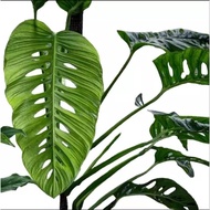 Pokok Aroid Monstera Lechleriana cutting