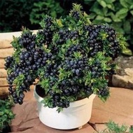 種籽 花種籽 花卉種籽 草莓種子藍莓種子藍莓樹苗種子樹莓種子種苗盆栽地栽藍梅樹果樹苗