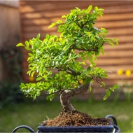 Benih Segar 3 Biji Benih Pokok Bonsai Chinese Elm (Ulmus parvifolia) Bonsai Tree Seed - 3 Seed