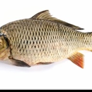 ikan mas subang jumbo 1 ekor Hidup(1-1,5kg) DIBERSIHKAN
