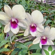 anggrek dendrobium showboy dewasa