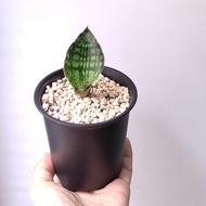 短葉 埃及妖后虎尾蘭   精選靚葉 Sansevieria Cleopetra Snake plant 易種 耐陰  多肉植物 連盆 盆栽 Potted Snake Plant  耐養 風水 禮物  
