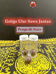 GELIGA ULAR SAWA (ASLI) (antara geliga yang sukar didapati) (Boleh dibuat permata cincin)