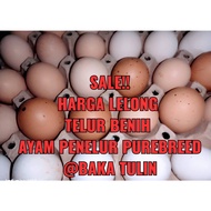 Telur Benih Ayam Penelur Baka Tulin/ PUREBREED