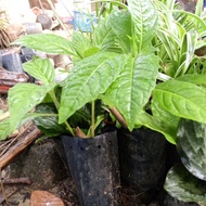 Anak pokok ketum ayam dalam polibag.