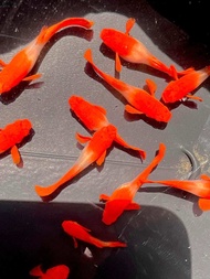 🔥SETIA SIGNATURE🔥 Albino Koi Red Ear 🇻🇳 Line Guppy Fish (PREMIUM TOP GRADE)