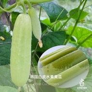 Korean White Cucumber Seeds