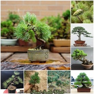 [COD+Local Ready Stock] 50pcs Japanese White Pine Pinus Seeds for Sale Parviflora Tree Bonsai Seeds Home Garden