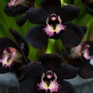 Tanaman Hias Anggrek Dendrobium Black Papua - anggrek dendrobium