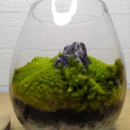 MOSS TERRARIUM KIT | DIY TERRARIUM