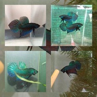 Betta มาใหม่ ถูก สายปลากัดป่า สินค้าปลากัด ปลากัดสีเขียว ปลากัดป่าสายพันธุ์ไทยแท้ดั้งเดิมของภาคอีสาน หายากในปัจจุบัน แนะนำร้านปลากัด