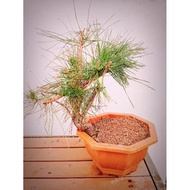 黑松盆栽 black pine bonsai