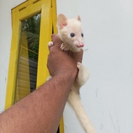 musang pandan super mozaik