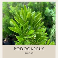 pokok bonsai / podocarpus